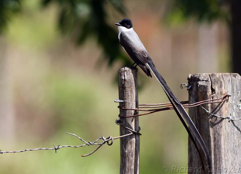 Some common, widespread birds are still spectacular, such as the Fork-tailed Flycatcher